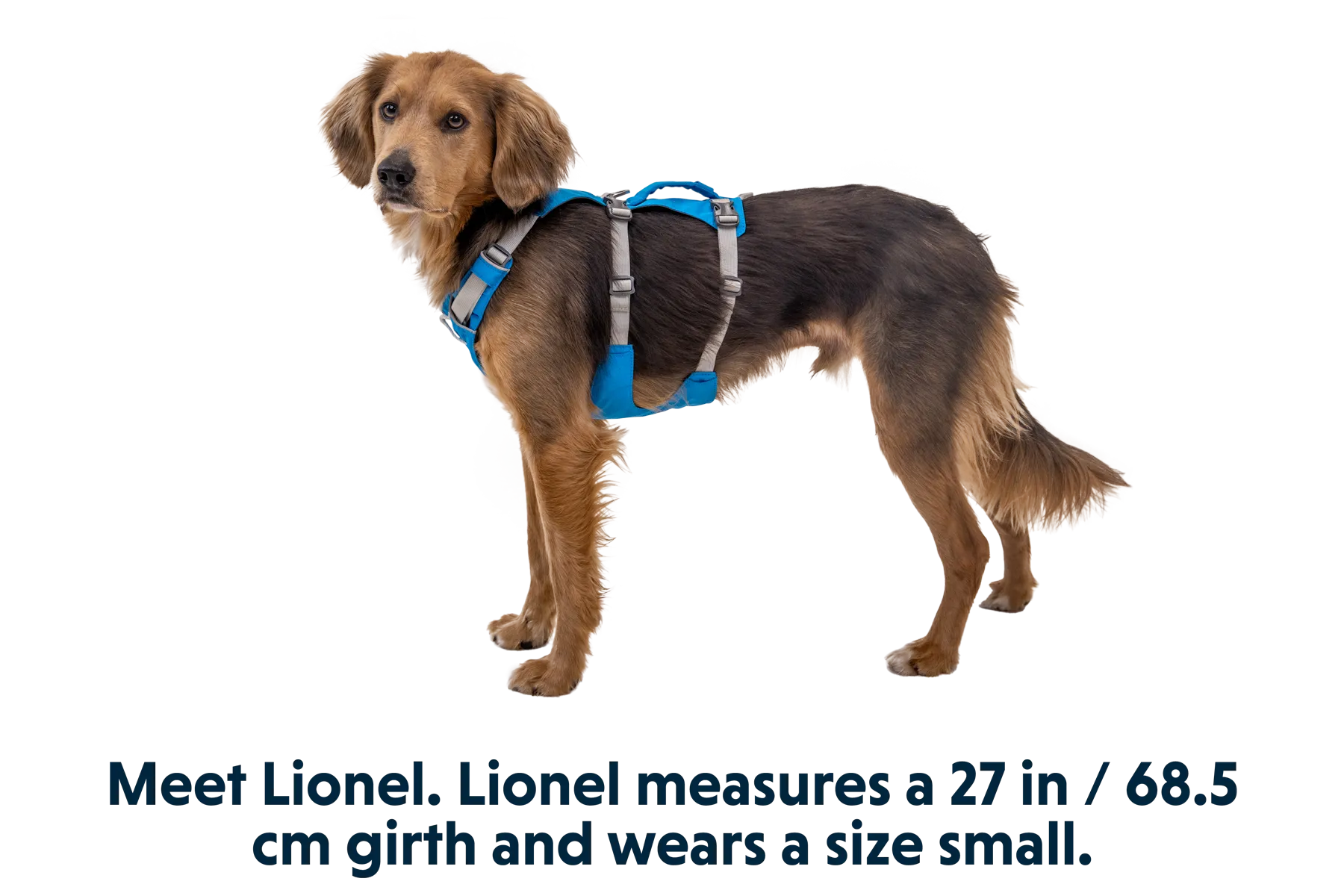 Flagline™ Dog Harness with Handle