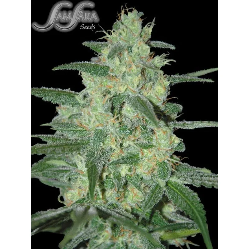 SEE026: Holy Grail 69 FEM 5 Seeds